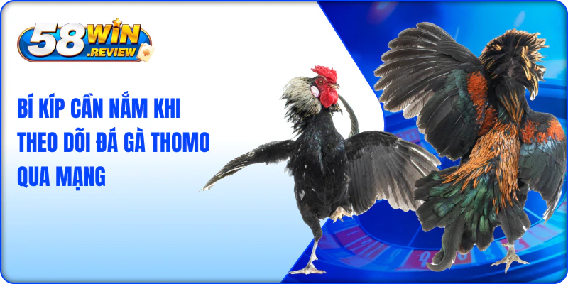 Bí kíp cần nắm khi theo dõi Đá Gà Thomo qua mạng