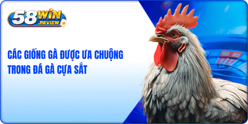 Các Giống Gà Được Ưa Chuộng Trong Đá Gà Cựa Sắt