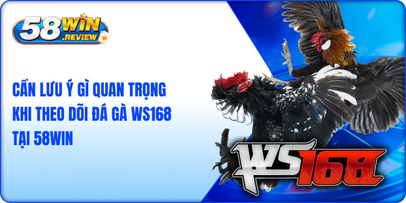 Cần Lưu Ý Gì Quan Trọng Khi Theo Dõi Đá Gà WS168 tại 58win