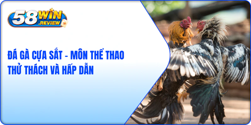 Đá Gà Cựa Sắt – Môn Thể Thao Thử Thách Và Hấp Dẫn