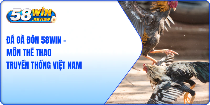 Đá Gà Đòn 58Win - Môn Thể Thao Truyền Thống Việt Nam