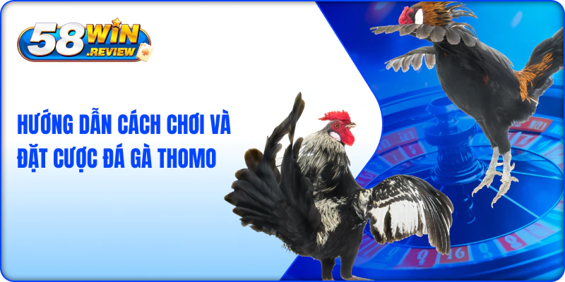 Hướng Dẫn Cách Chơi Và Đặt Cược Đá Gà Thomo