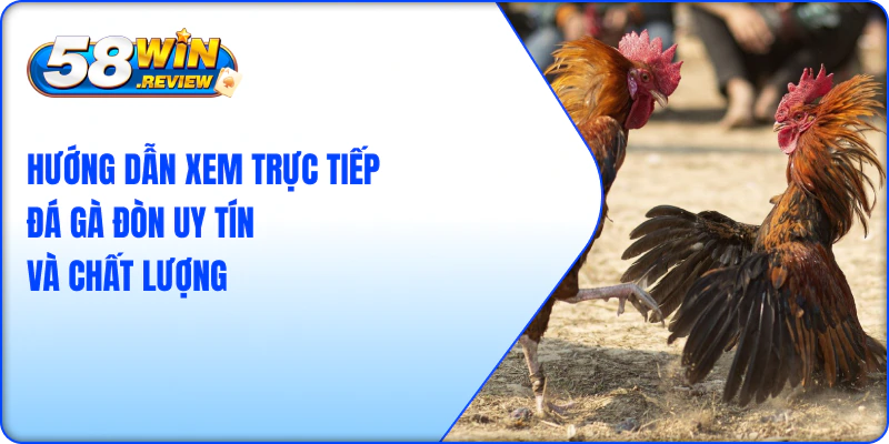 Hướng Dẫn Xem Trực Tiếp Đá Gà Đòn Uy Tín Và Chất Lượng