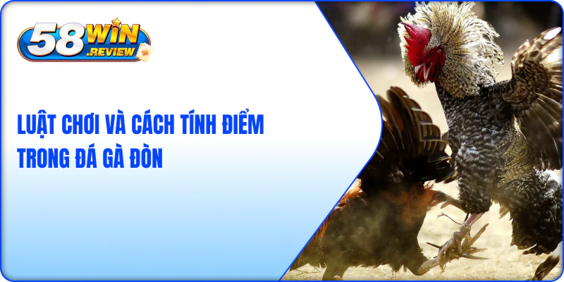 Luật Chơi Và Cách Tính Điểm Trong Đá Gà Đòn