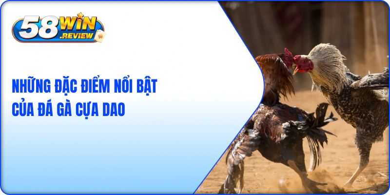 Những Đặc Điểm Nổi Bật Của Đá Gà Cựa Dao