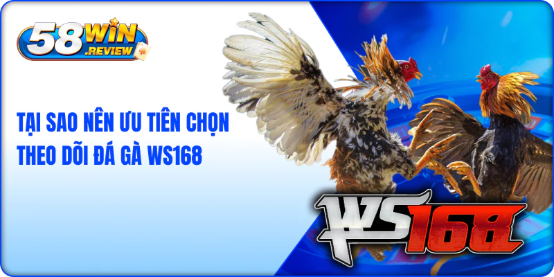 Tại Sao Nên Ưu Tiên Chọn Theo Dõi Đá Gà WS168